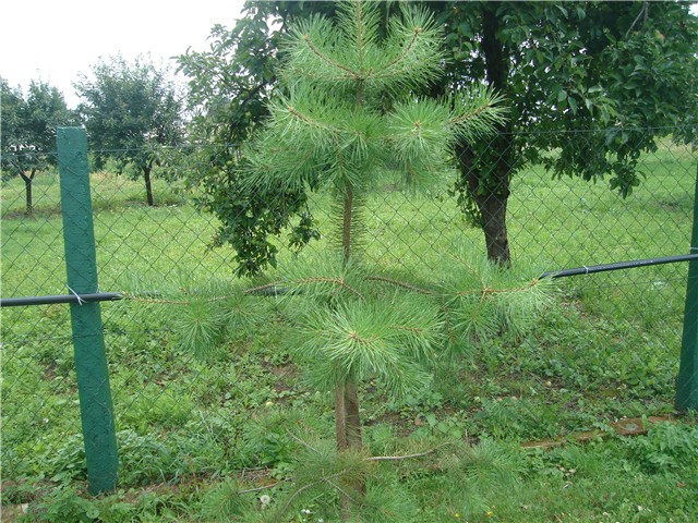 panoramik